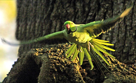 parrotDM_468x287
