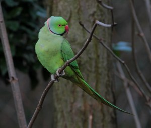 ring-necked-parakeet-1