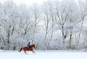 On horse in winter forest