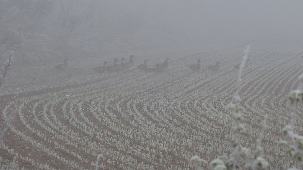 The local ponds support probably a couple of hundred mallard. Here, a few graze frozen, winter wheat.